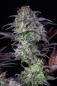 Preview: Samen 3x Original Blueberry Automatik Fast Buds